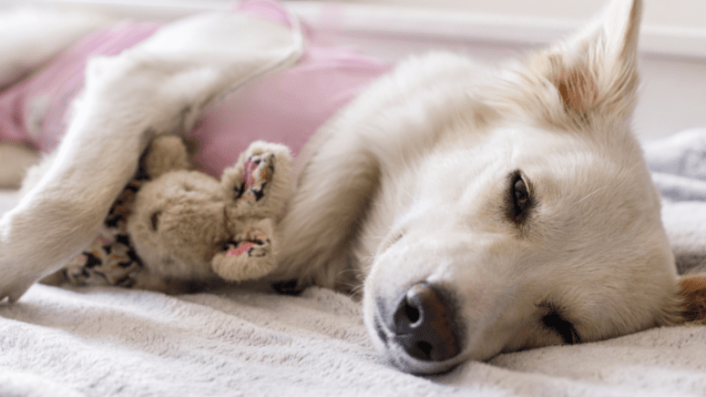 White dog sleeping with toy