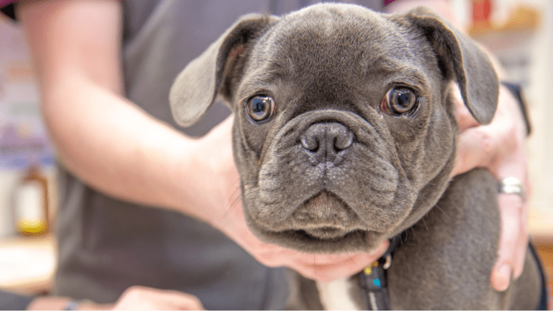 Brown dog having head held