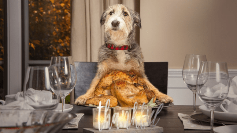 Dog at table with turkey