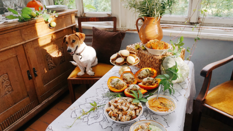 Dog on chair at Thanksgiving table