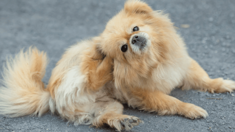 Fluffy dog scratching ear