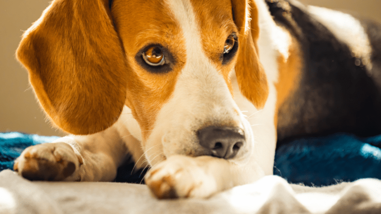 Beagle with nose on paw