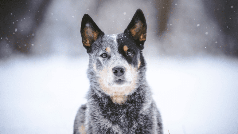 Cattle dog in snow