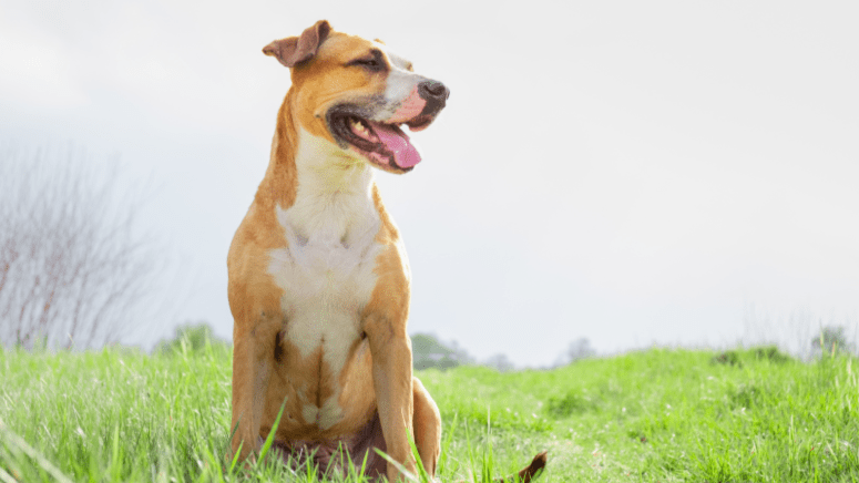 Dog panting in grass field