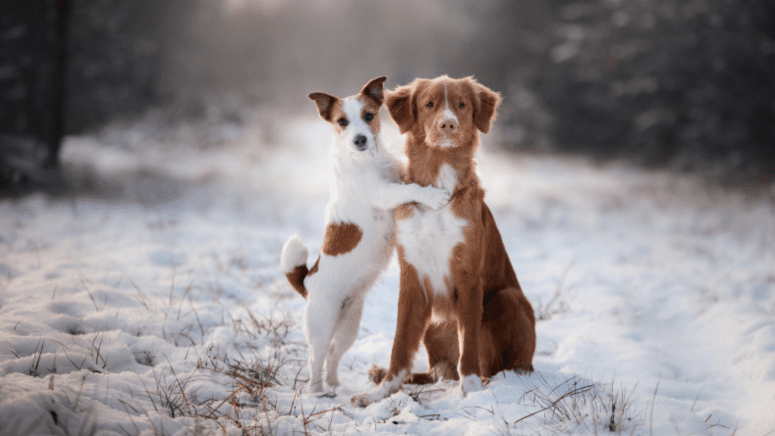 Two dogs posing in snow