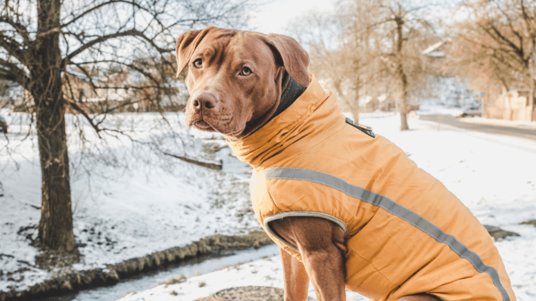 Brown dog in orange vest