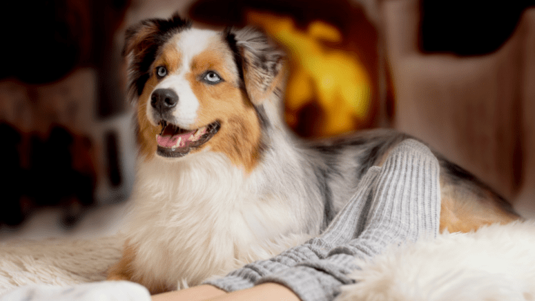 Dog lying by human feet