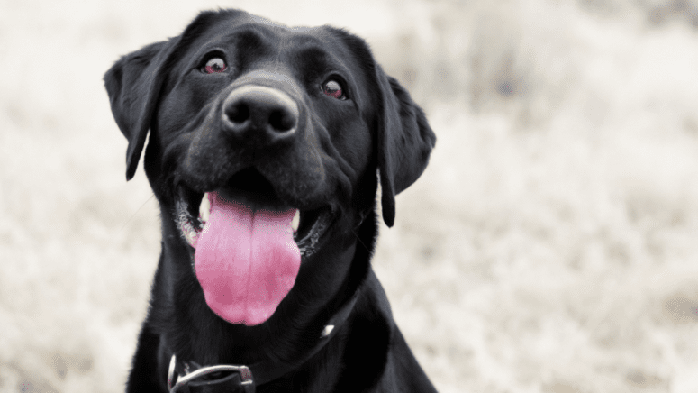 Black lab with tongue out