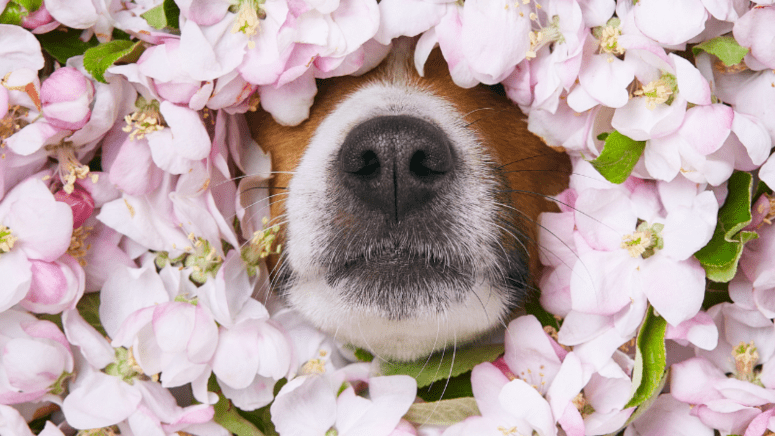 Dog nose surrounded by flowers