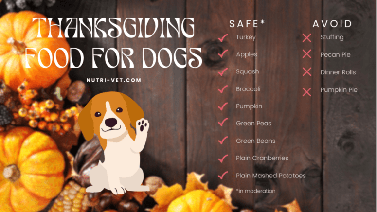 Safe Thanksgiving food for dogs