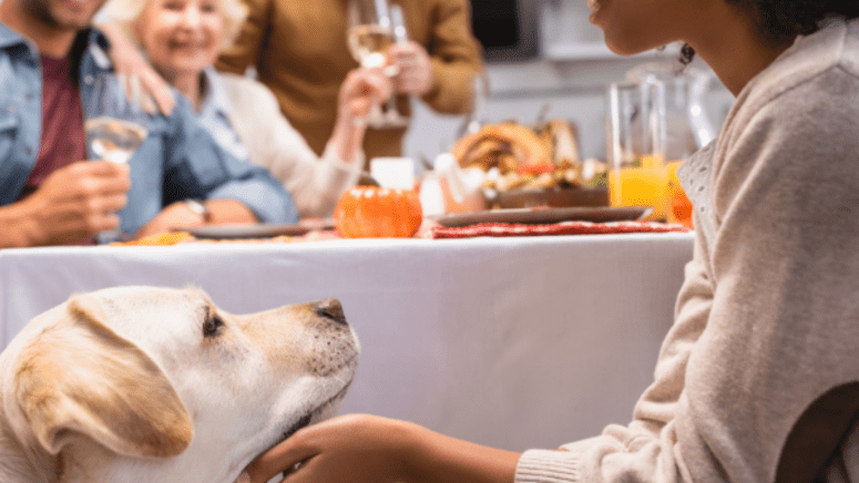 Dog with woman at dinner table