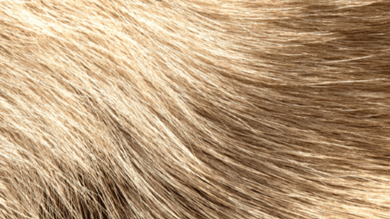 close up on shiny dog fur