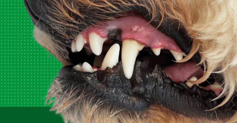 dog teeth