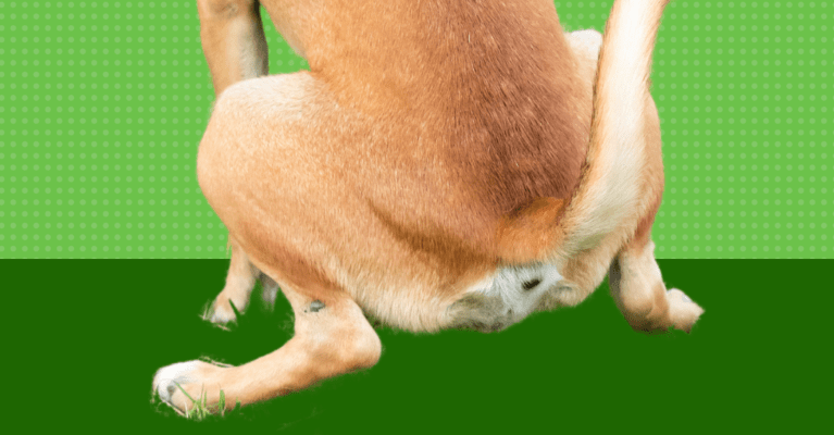 A man affectionately pets his dog in a lush field