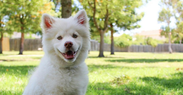 happy dog in background