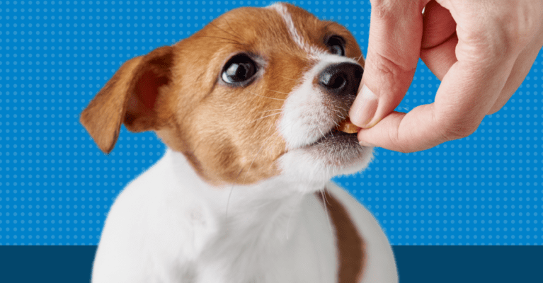 tiny jack russell eating a supplement