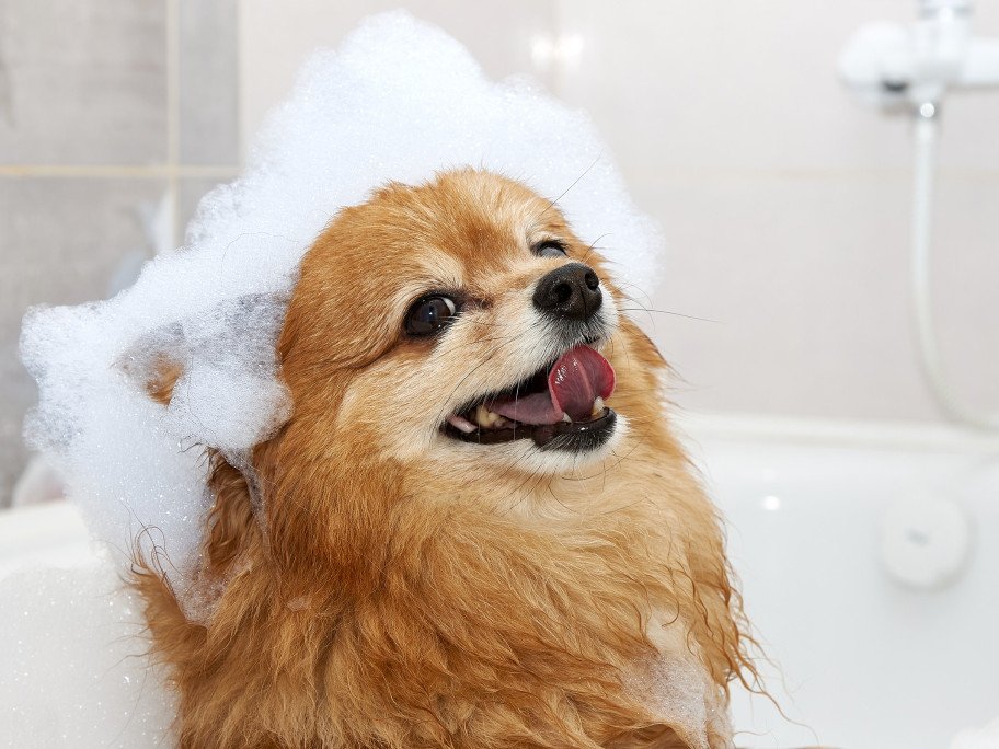 A dog sitting in a bathtub with a foam head, looking adorable and ready for a bath