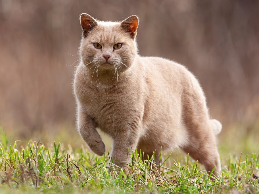 outdoor cat