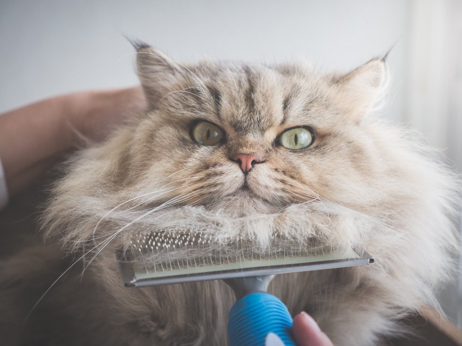 Cat enjoying being brushed on the back