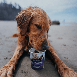 dog eating pre and probiotic soft chews