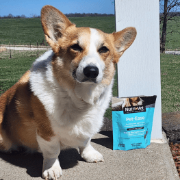 dog with pet-ease supplement