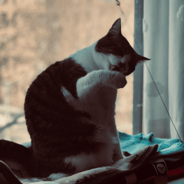 A cat perched on a window sill licking its paw