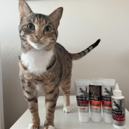 Cat standing looking at camera next to Nutri-Vet supplements