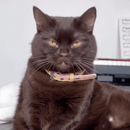 Black cat with yellow eyes in collar staring at camera