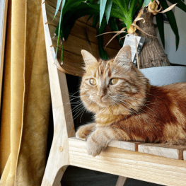 An orange cat sitting on a wooden chair.