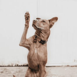 A dog stands on its hind legs, reaching up with its front paws