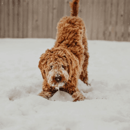 A playful brown dog frolicking in the snow.