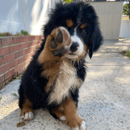 A cute Bernese Mountain Dog puppy sitting on the ground