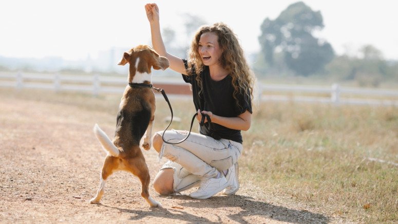 owner training dog on walk